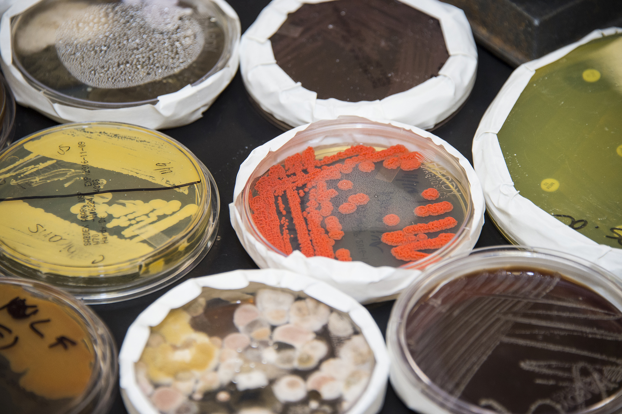Medical laboratory technician program gallery community college of
